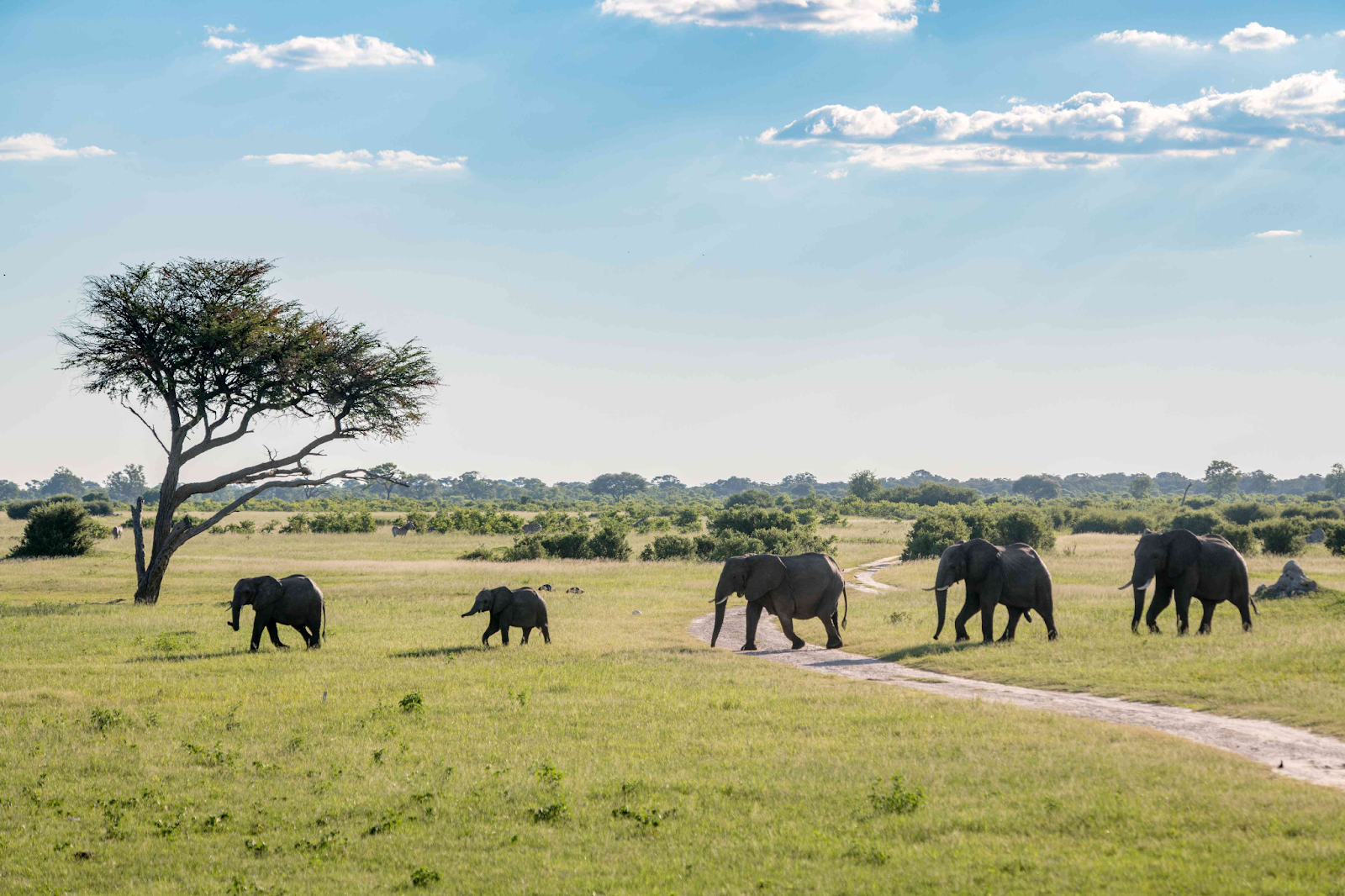Hwange National Park shares beautiful woodland, fauna, grassland and is a perfect picture place for wildlife photography