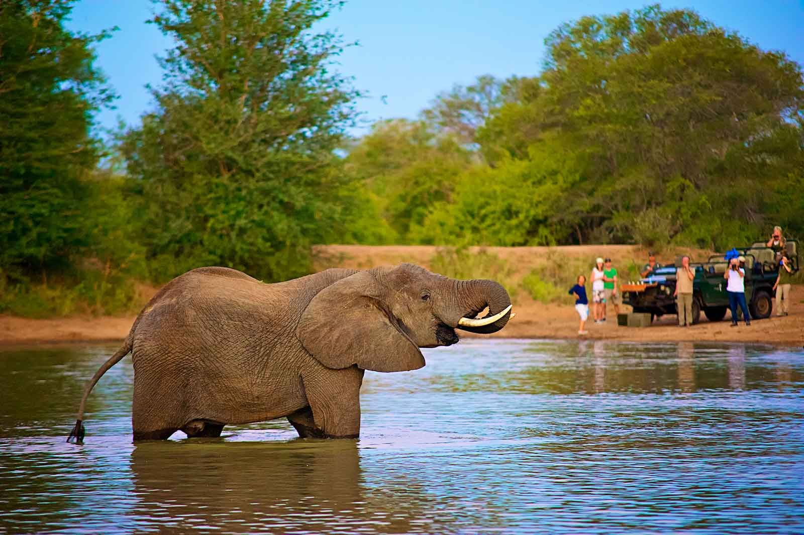 An elephant in Kruger National park while writing the comparison article on Kruger vs Hwange national park