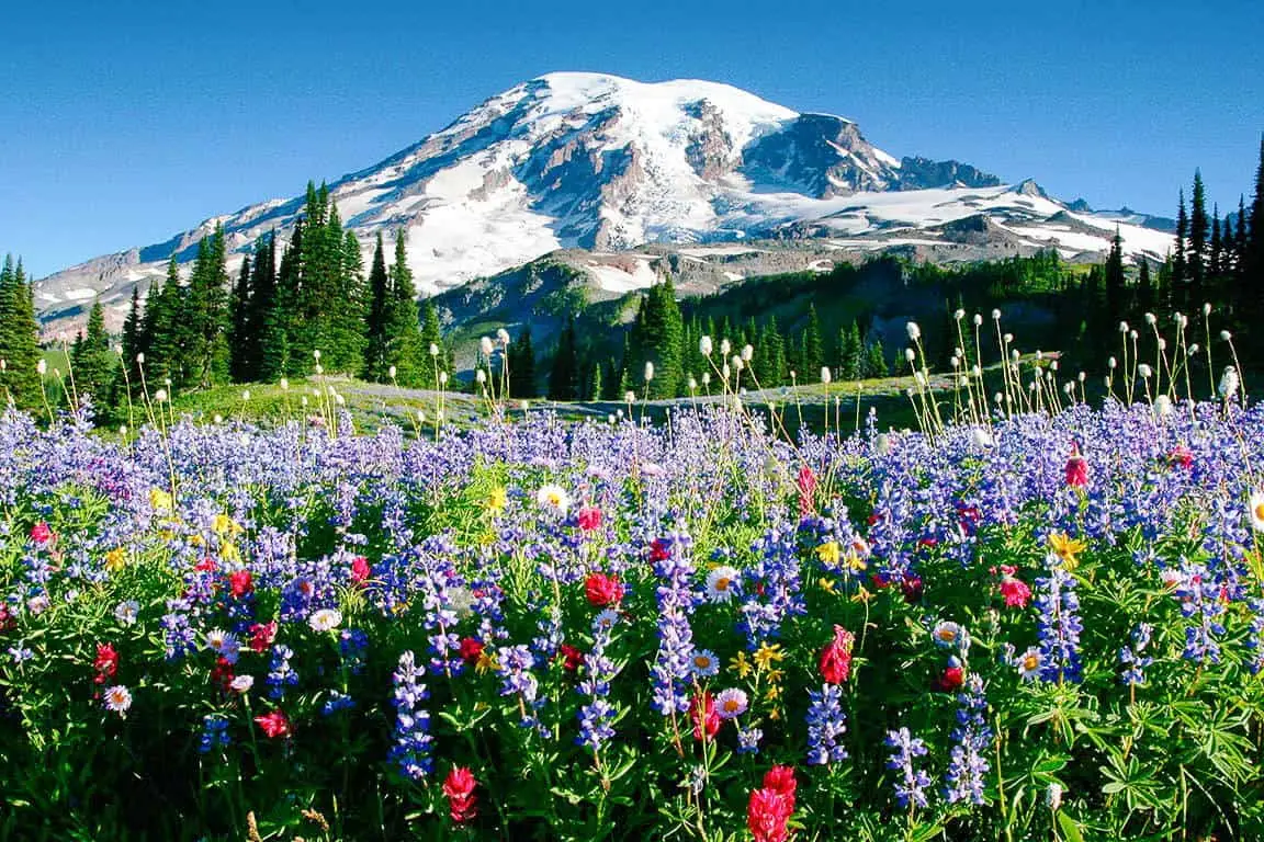 Picture shows flower and fauna of olympic national park while comparing it against Mount Rainier National Park