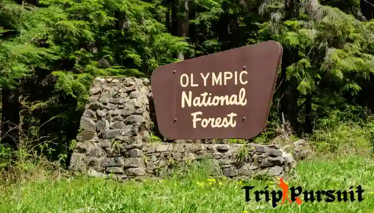 entrance of olympic national park